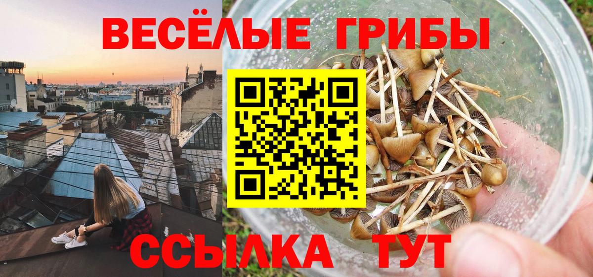 Мичуринск  Псилоцибиновые грибы MAGIC MUSHROOMS  как найти   Вход с VPN 